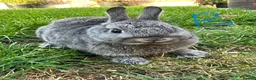 Netherland Dwarf rabbits for sale: Netherland Dwarf rabbits for sale  - Advert 8