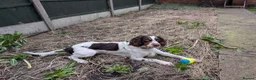 English Springer Spaniel dogs for adoption: 💙Tommy💙 2 yo Affectionate Lively Friendly boy in Gainsborough - Advert 6