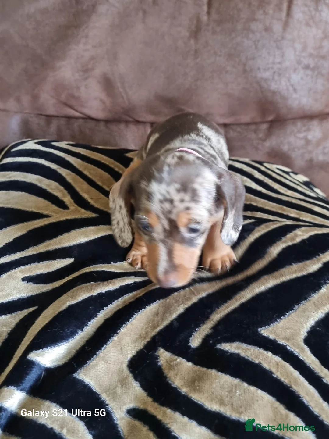 Miniature Dachshund dogs for sale: Miniature dachshund  - Advert 15
