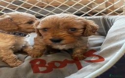 Cavapoo dogs for sale: Adorable toy Cavapoo pups apricot or fox red  - Image 10