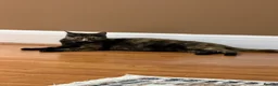 Mixed Breed cats for sale: British short hair cross - Advert 5