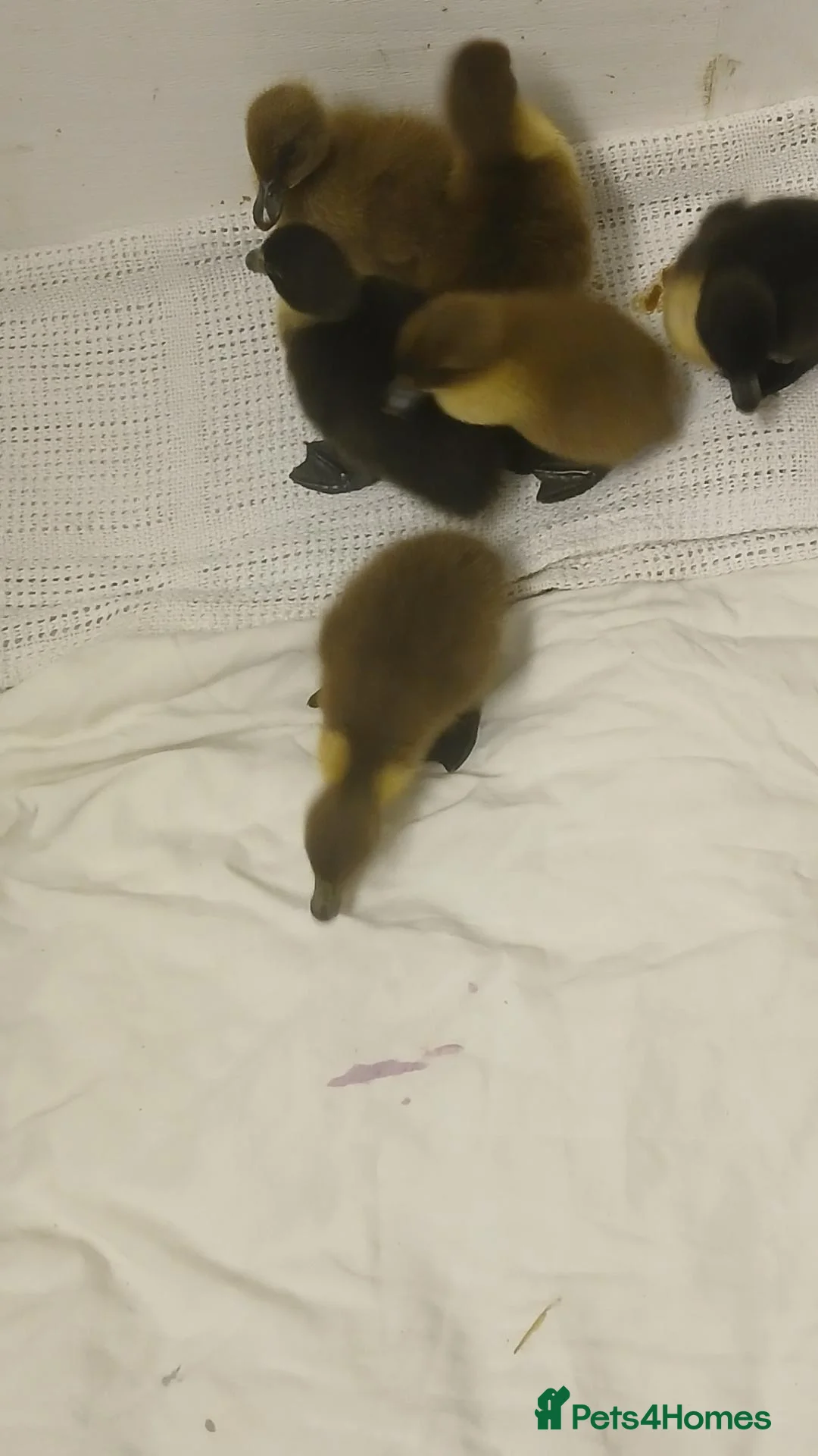 Mixed Breed livestock for sale: Runner ducklings  - Advert 3