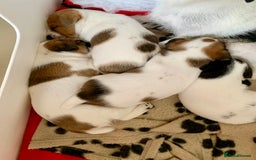 Jack Russell dogs for sale: Jack Russell terrier pup  - Image 5