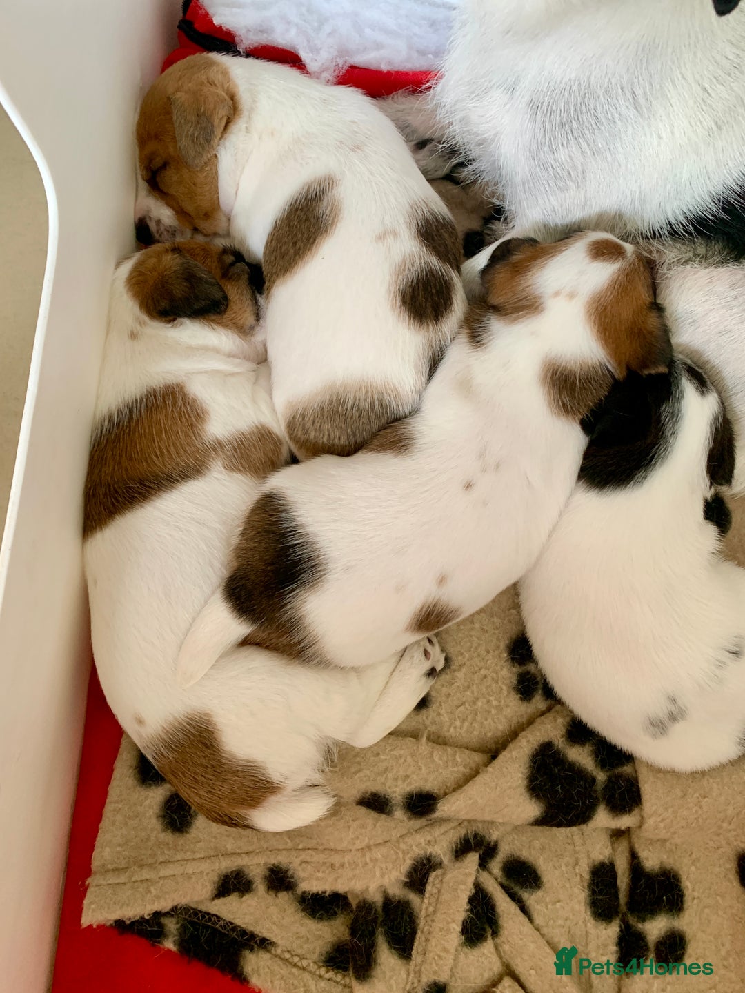 Jack Russell dogs for sale: Jack Russell terrier pup  - Image 5