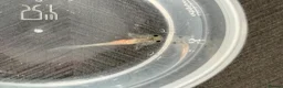 Axolotl reptiles for sale: Axolotl babies  - Advert 5