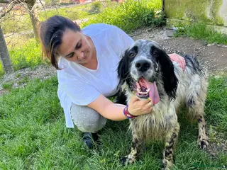 English Setter dogs Bairon - Advert 7