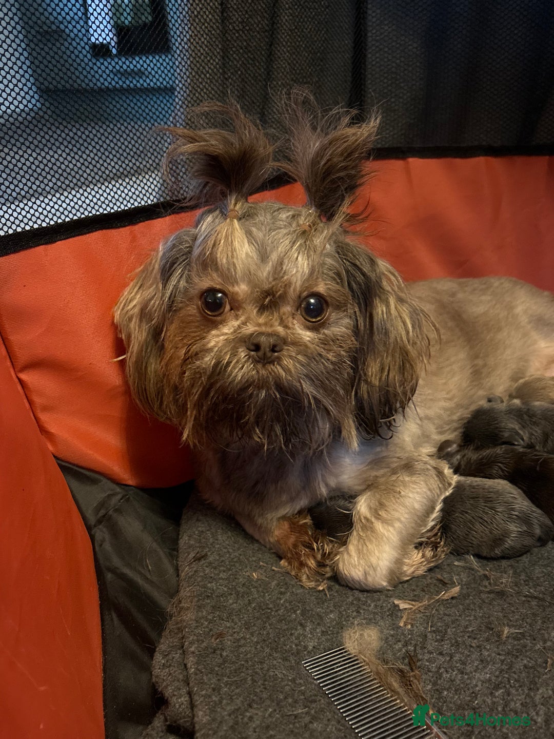 Mixed Breed dogs for sale: LOVELY LITTER OF SCHWEENIES  - Advert 8