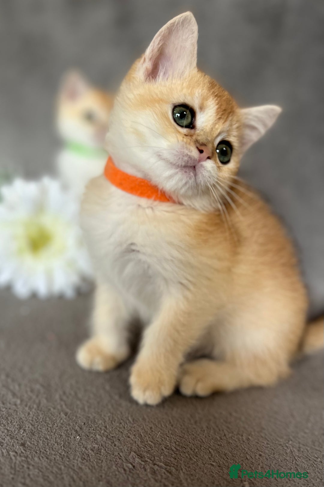 British Shorthair cats for sale: NY 12 British shorthair GCCF golden kittens  - Image 14