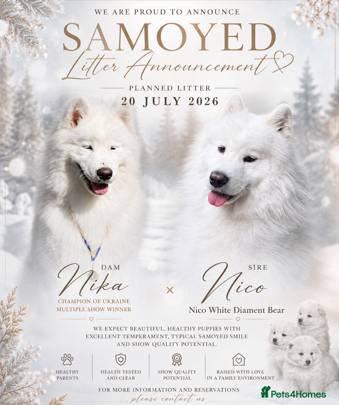 Samoyed dogs Samoyed litter announcement - Advert 7