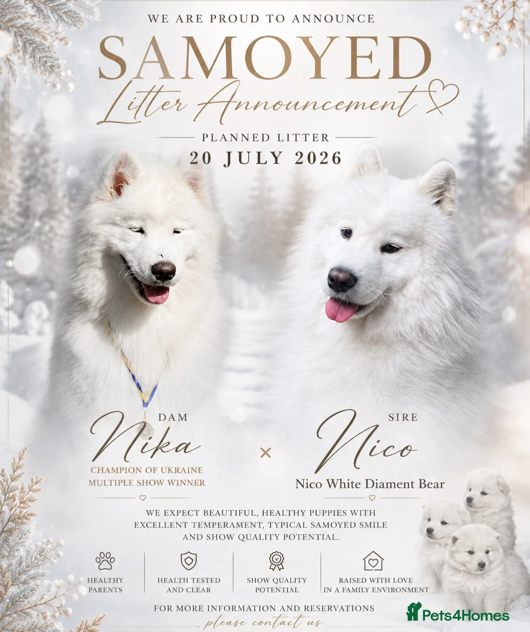 Samoyed dogs for sale: Samoyed litter announcement - Advert 1