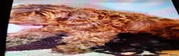 Cockapoo dogs for sale:  cockapoodle in ELY - Advert 1