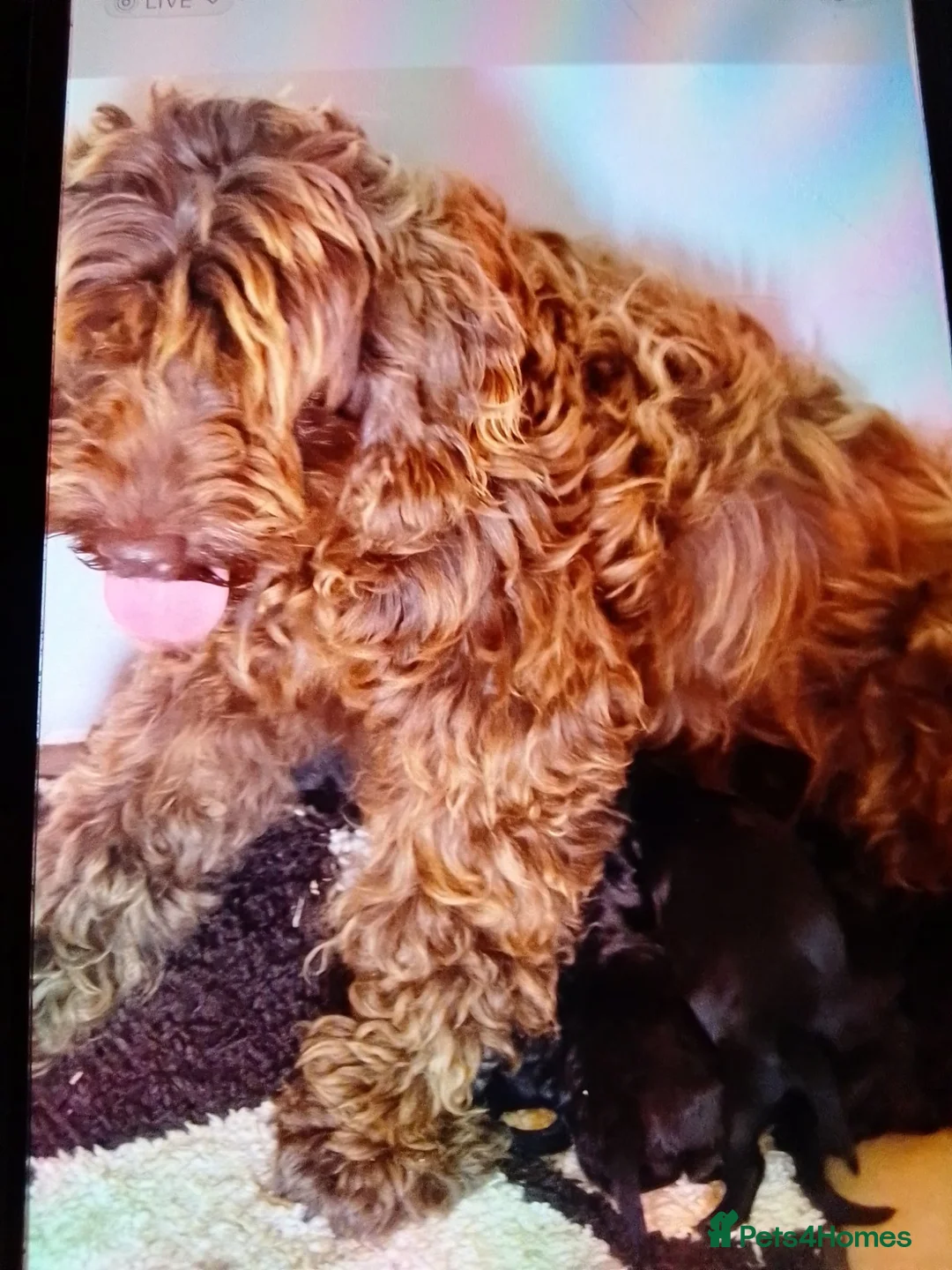 Cockapoo dogs for sale:  cockapoodle in ELY - Advert 1
