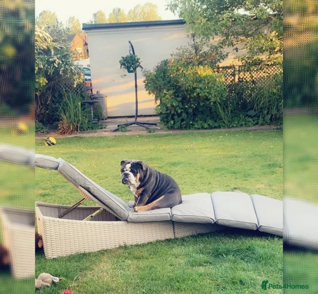 English Bulldog dogs for stud: English Bulldog Stud – Exceptional Temperament - Advert 14