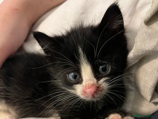 Mixed Breed cats Two kittens looking for family together - Advert 3