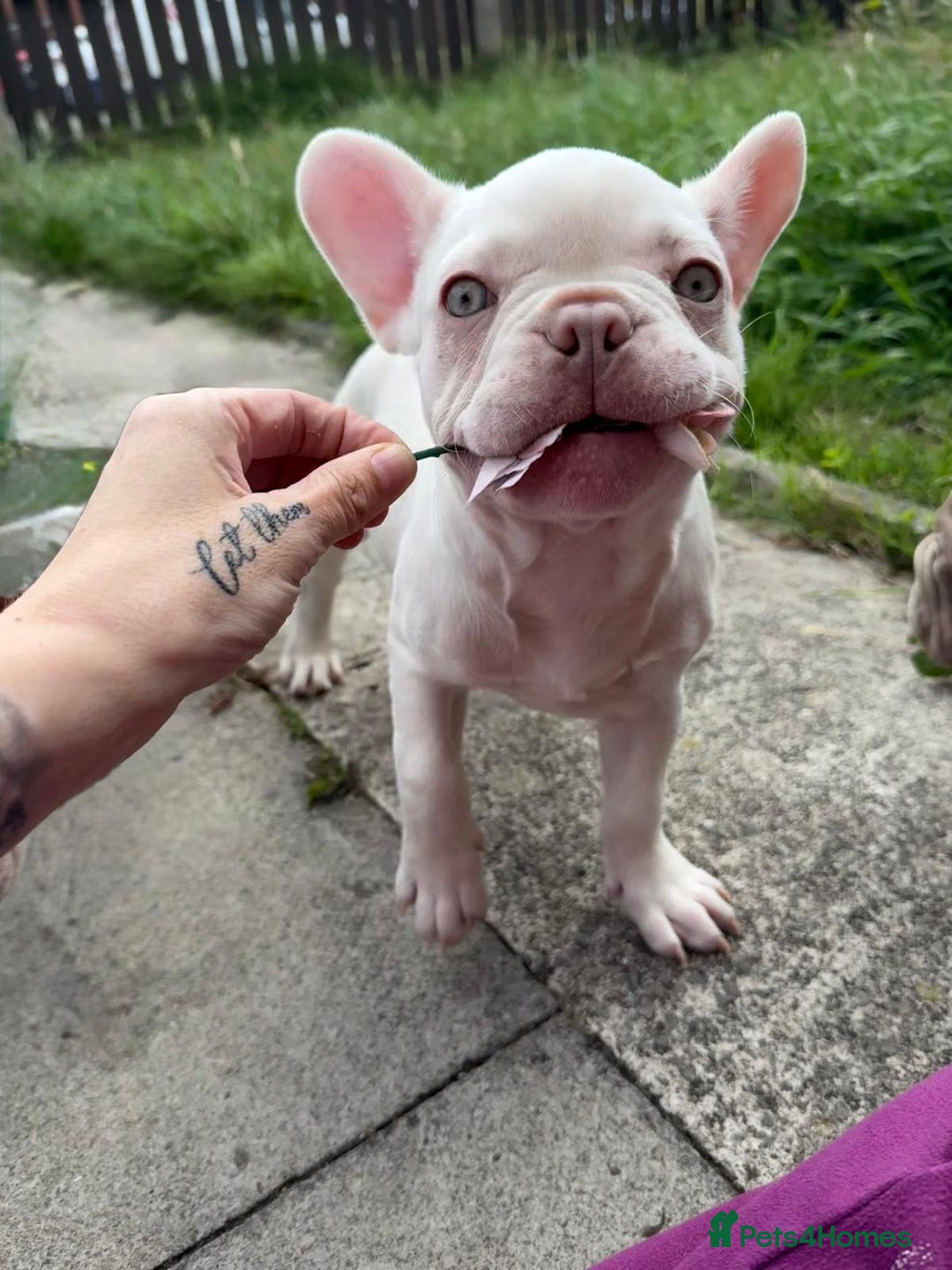 French Bulldog dogs for sale: 2 French bulldog pups.  1 boy & 1 girl.  - Image 5