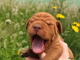 Hungarian Vizsla dogs Smooth Hungarian vizslas - Advert 1