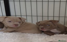 American Bully dogs for sale: Champagne, Chocolate, Merle Micro Pocket Bullys  in Wilmslow - Image 11