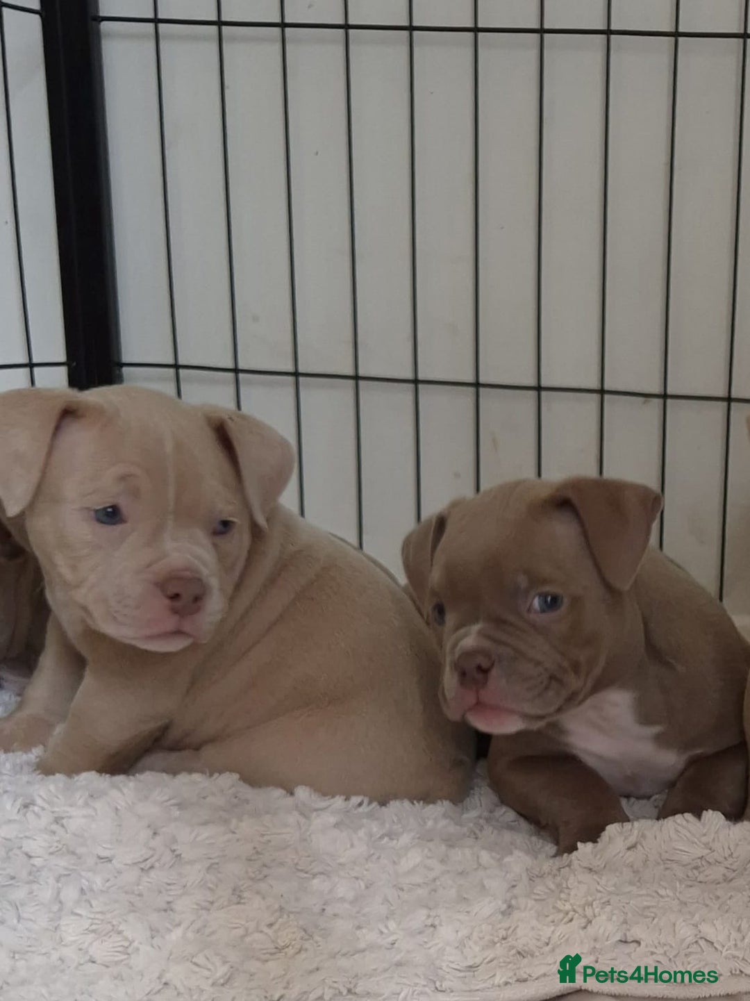 American Bully dogs for sale: Champagne, Chocolate, Merle Micro Pocket Bullys  in Wilmslow - Image 11
