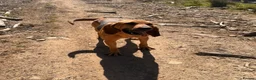 Bloodhound dogs for sale: Bloodhound Female  - Advert 3