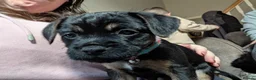 Border Terrier dogs for sale: Border Terrier Puppies For Sale - Advert 4