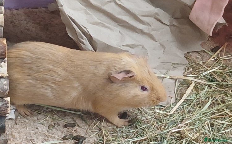 Guinea Pig rodents in Crook - Advert 2