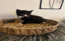 Mixed Breed cats for sale: Fluffy black and white kittens  - Advert 6