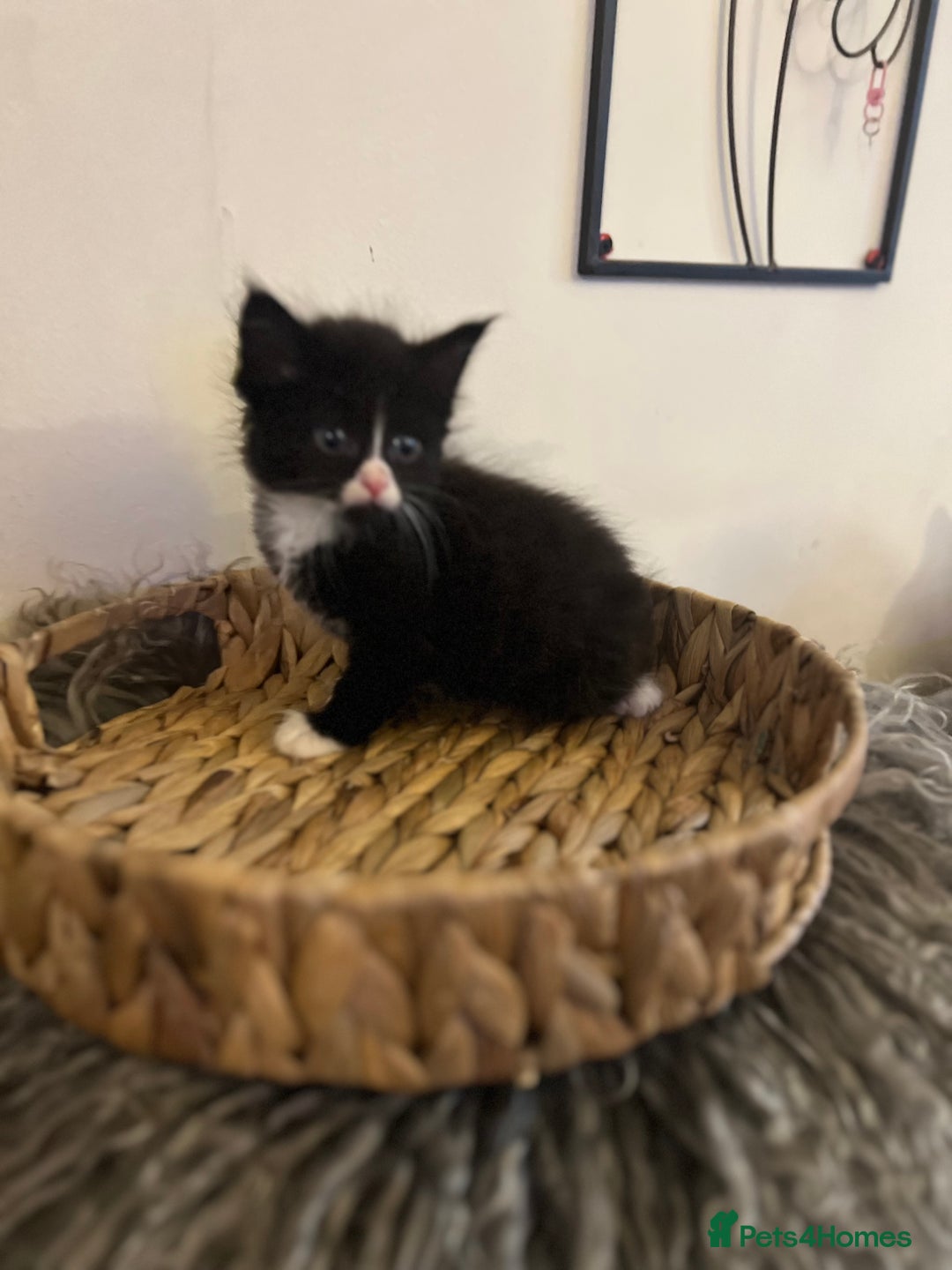 Mixed Breed cats for sale: Fluffy black and white kittens  - Advert 6