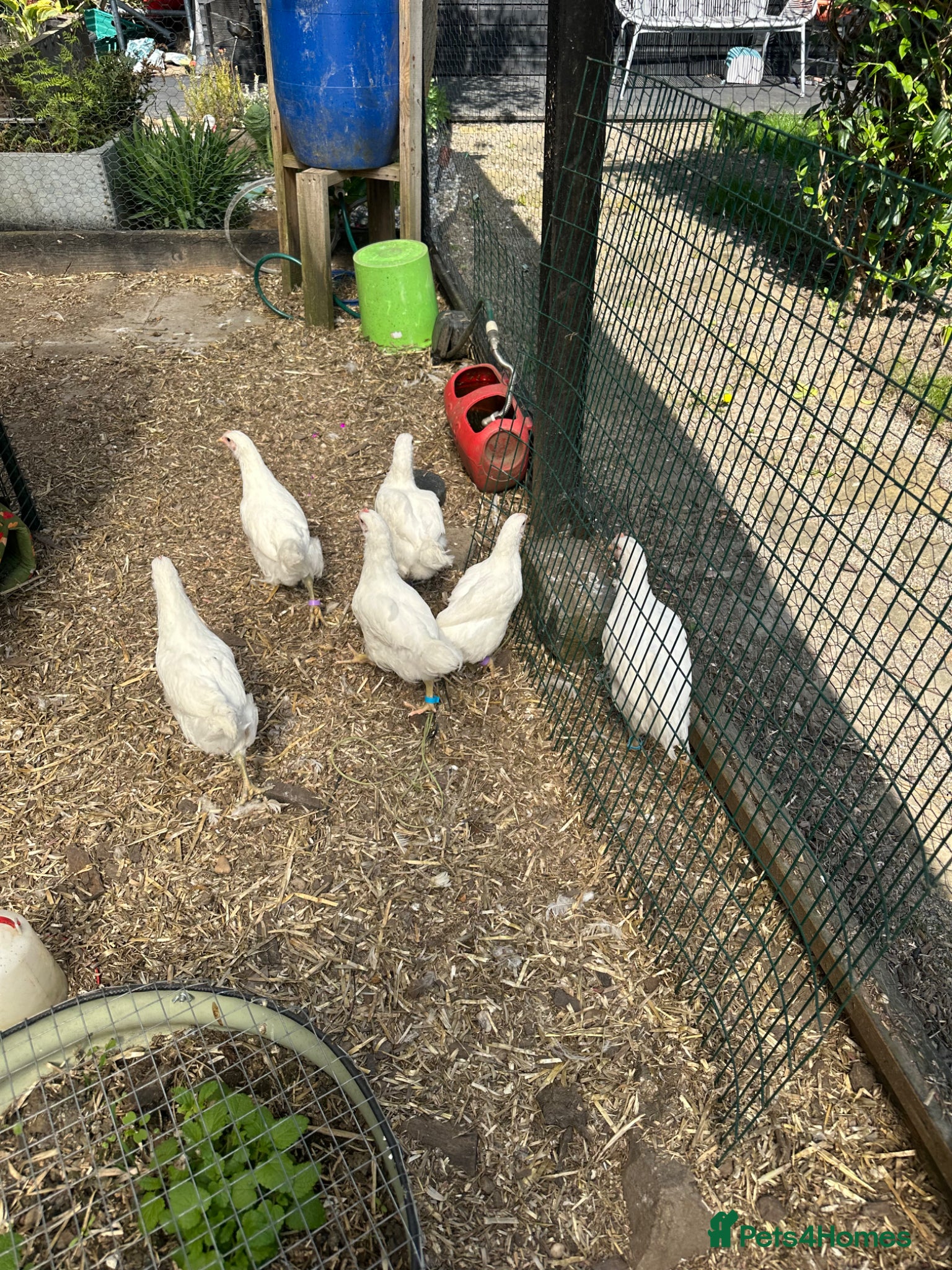 Chickens poultry 4 Jersey giant 7 week old chicks. Pure White - Advert 1