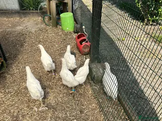 Chickens poultry 4 Jersey giant 7 week old chicks. Pure White - Advert 1