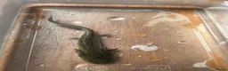 Axolotl reptiles for sale: Baby Axolotls  in Colchester - Advert 3