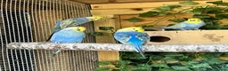 Budgerigars birds for sale: Adult violet rainbow budgies  - Advert 6