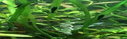 Shrimps fish for sale: Black, red, and yellow freshwater shrimp  - Advert 16