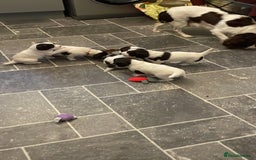 English Springer Spaniel dogs for sale: Kc reg working springer spaniel  - Image 10