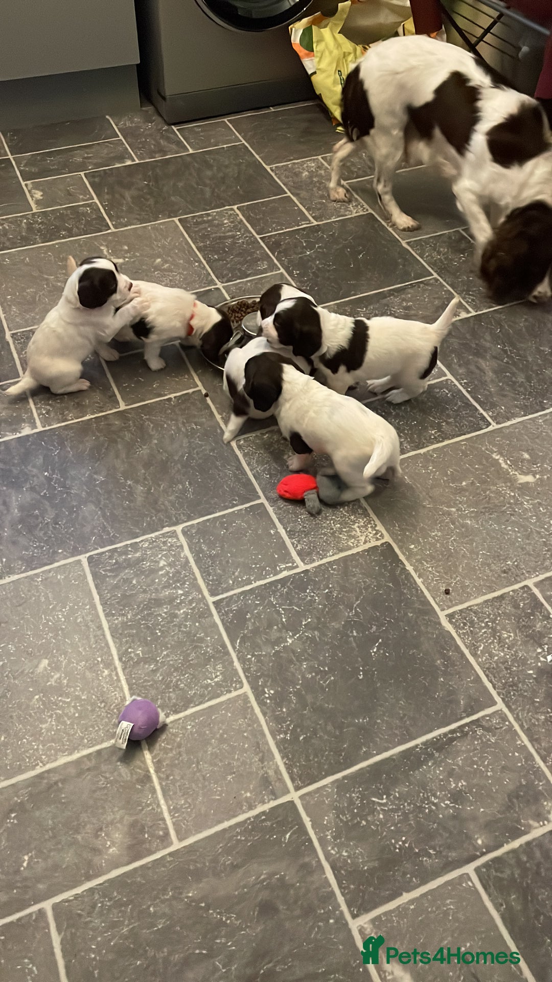 English Springer Spaniel dogs for sale: Kc reg working springer spaniel  - Image 10