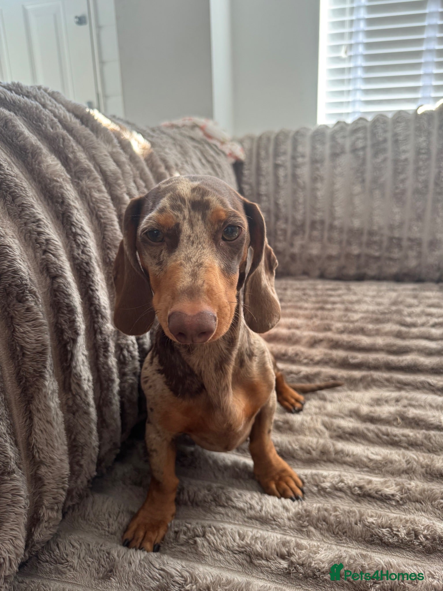 Miniature Dachshund dogs Dapple dachshund for stud  - Advert 2