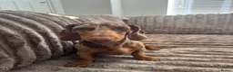 Miniature Dachshund dogs for stud: Dapple dachshund for stud  - Advert 1