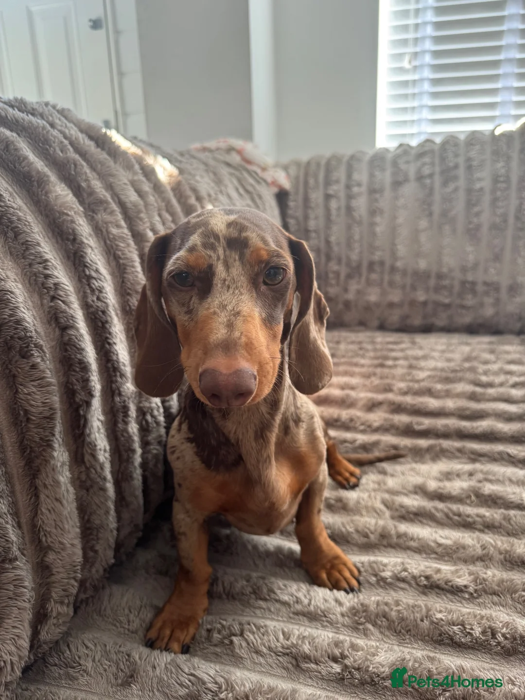 Miniature Dachshund dogs for stud: Dapple dachshund for stud  - Advert 1