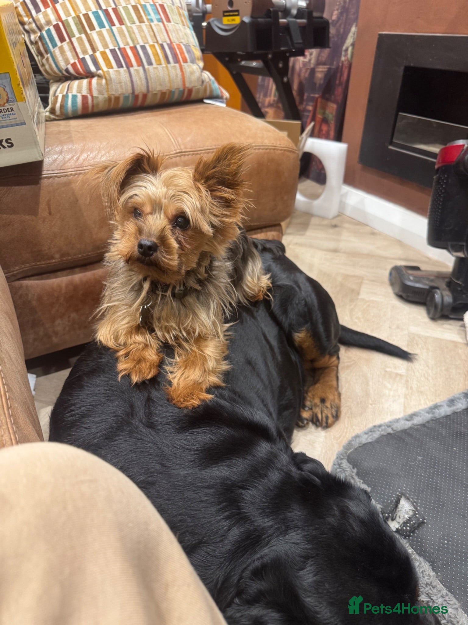 Mixed Breed dogs Rockie (rotweiler mum Yorkshire terrier dad) - Advert 2