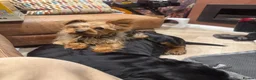 Mixed Breed dogs for sale: Rockie (rotweiler mum Yorkshire terrier dad) - Advert 2