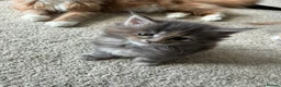 Maine Coon cats for sale: Stunning XL Maine Coon Kittens - Advert 1
