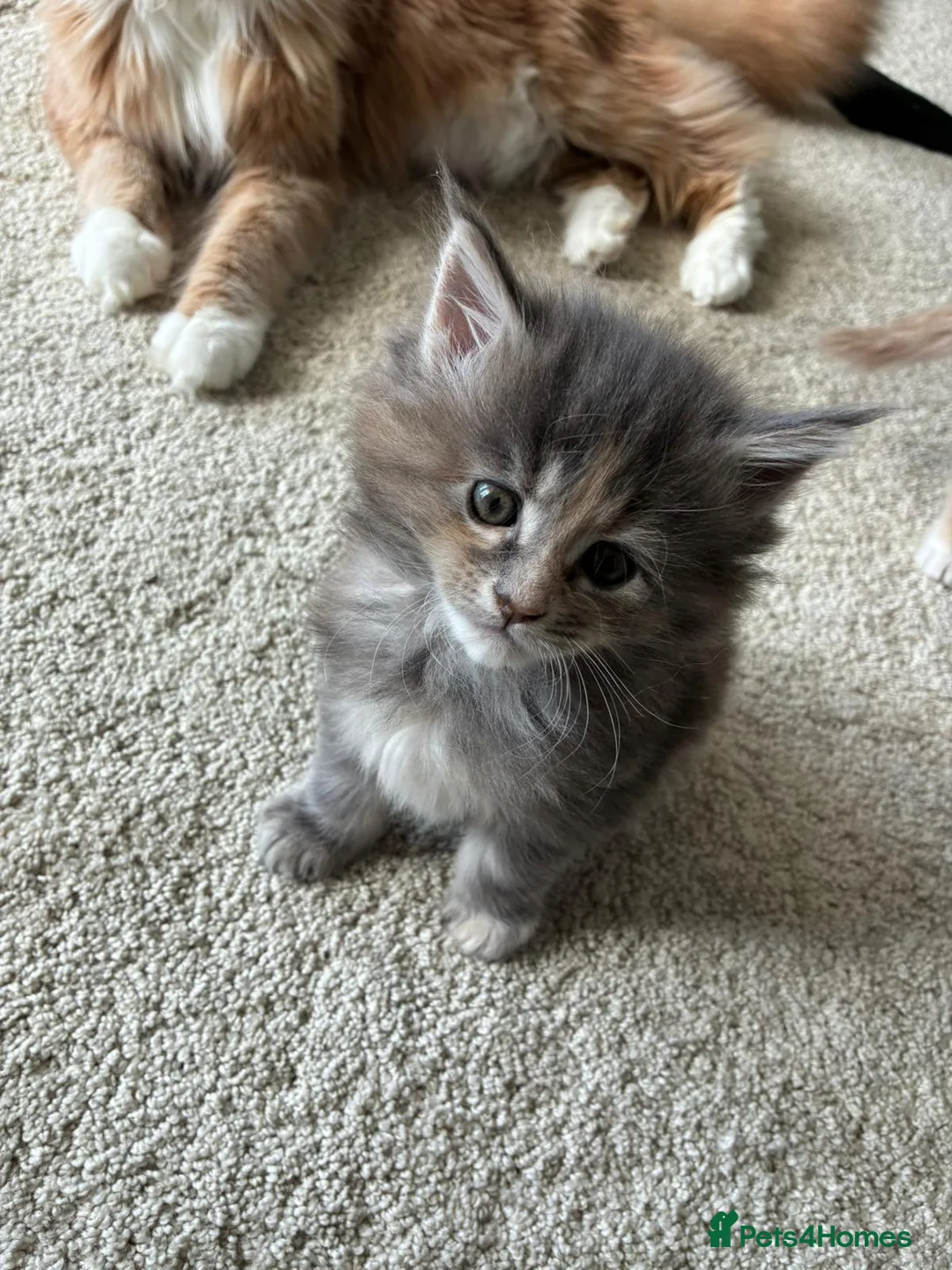 Maine Coon cats for sale: Stunning XL Maine Coon Kittens - Advert 1