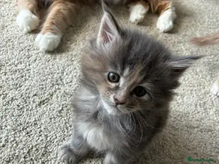 Maine Coon cats Stunning XL Maine Coon Kittens - Advert 2