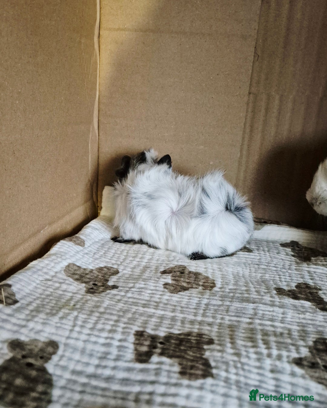 Guinea Pig rodents for sale: Baby Californian Guinea Pigs - Advert 5