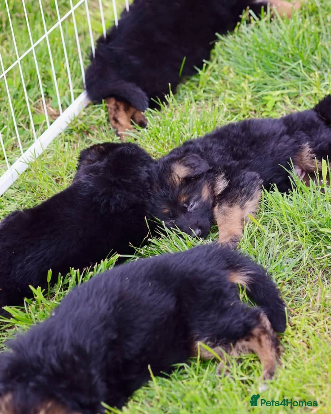 German Shepherd dogs for sale: 🐾🖤 Top-Quality Purebred German Shepherd Puppies - Image 15