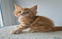 Maine Coon cats for sale: TICA - Maine Coon – 5 Boys Looking for Loving Home - Image 4