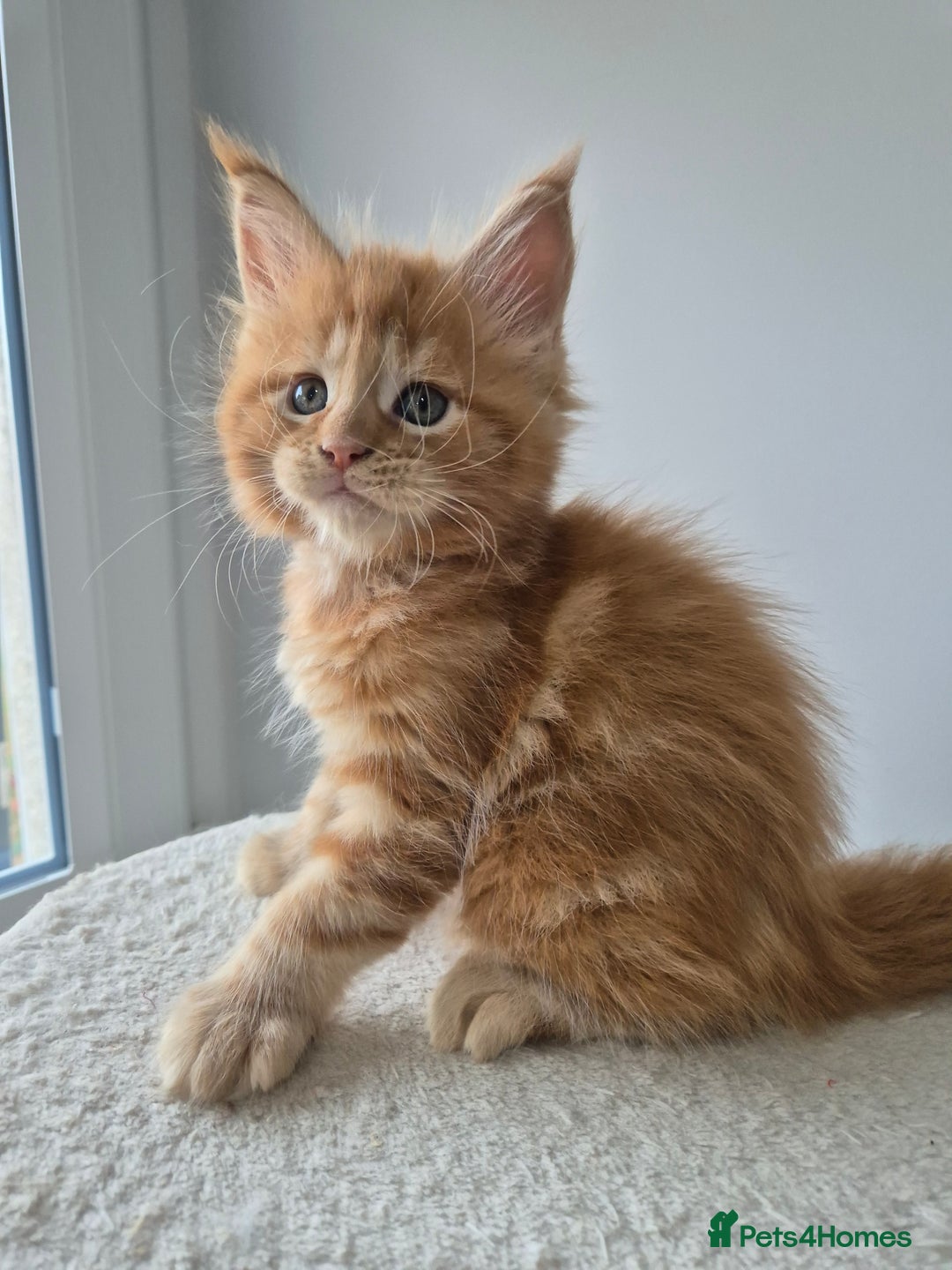 Maine Coon cats for sale: TICA - Maine Coon – 5 Boys Looking for Loving Home - Image 4