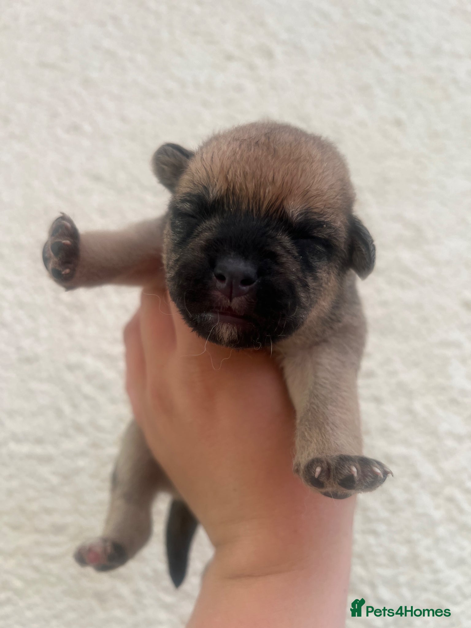Mixed Breed dogs for sale: 7 beautiful Malkita x puppies with unique colours  - Advert 5