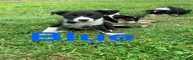 Border Collie 1