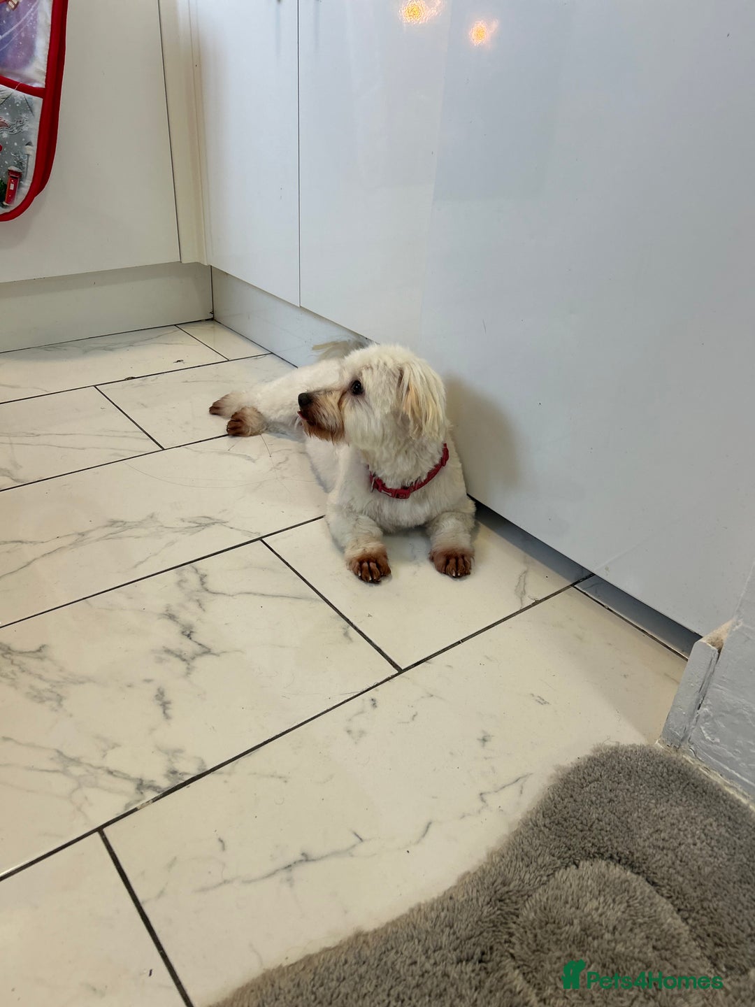 Maltese dogs for sale: Maltese For A Good Home - Advert 4