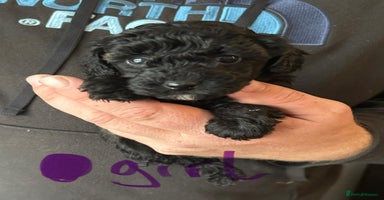 Toy Poodle dogs Beautiful KC registered Toy Poodles  - Advert 14